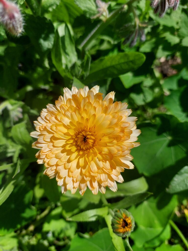 Urterne kraft fra naturskønne Nordfyn
